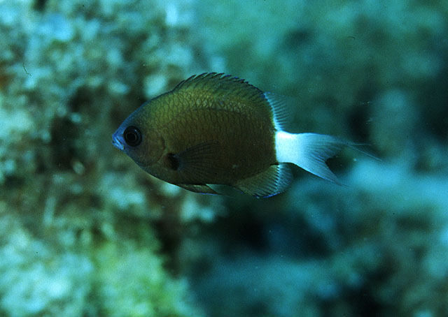 Chromis hanui